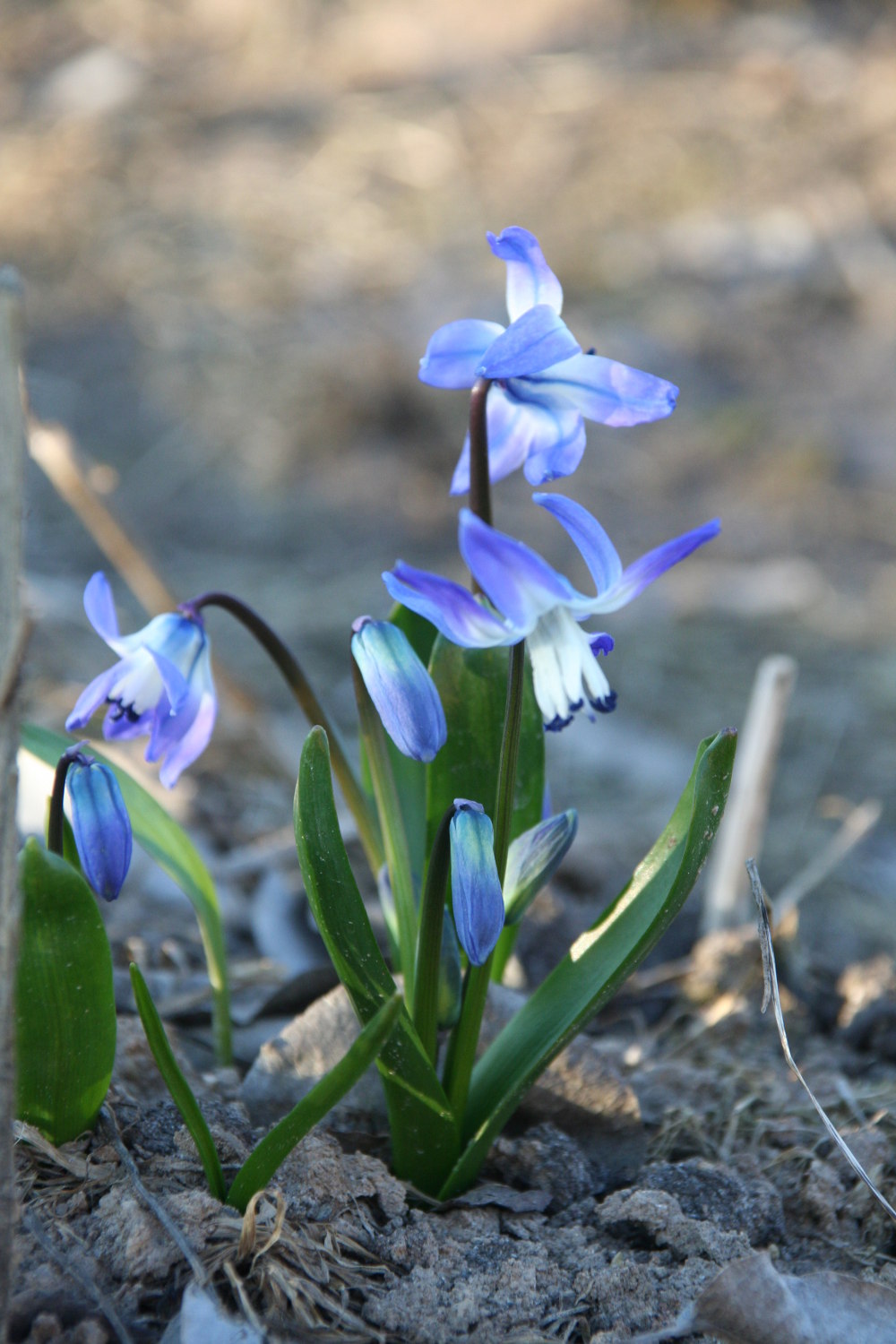 Estonian gardens